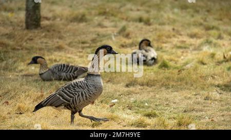 Vogelgänse. Zucht- und Zuchtgänse. Graue Gänse gehen grasen und fressen Gras und züchten Geflügel Stockfoto