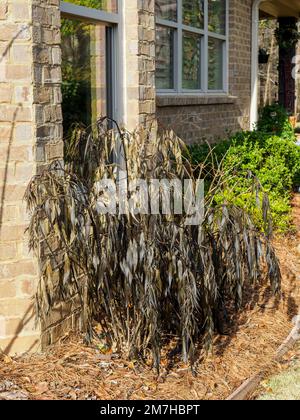 Mexikanische Petunien (Ruellia brittoniana) mit Winterpflanzenschäden durch schädigendes Frostwetter in Alabama, USA. Stockfoto