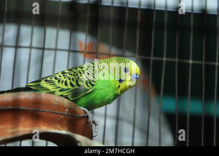 Grüner und gelber Sittich – Nahaufnahme eines standardmäßigen grünen Sittichs. Selektiver Fokus auf den Kopf des Sittichs. Stockfoto