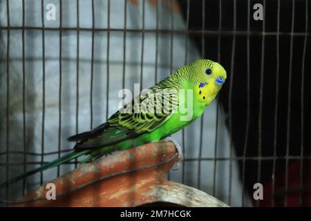 Sittiche Wellensittiche (Melopsittacus undulatus) Wellensittiche isoliert auf schwarzem Hintergrund Stockfoto