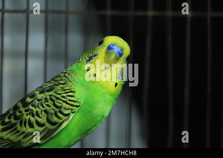 Der Wellensittich (Melopsittacus undulatus) ist ein kleiner, langschwänziger, samenfressender Papagei, der gewöhnlich den Spitznamen „Wellensittich“ trägt Stockfoto