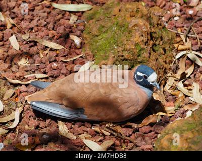 Bemerkenswerte, unverwechselbare Bronzewing-Herde, getarnt vor einem natürlichen Hintergrund. Stockfoto