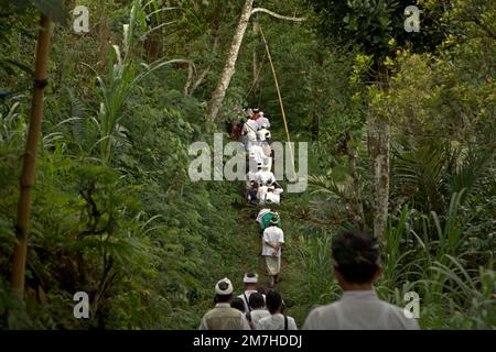 Ein balinesischer Clan läuft zusammen durch bewaldetes Land am Hang des Agung in Karangasem, Bali, Indonesien. Auf dem Weg zu einem Tempel in der Besakih-Tempelanlage führen sie eine Prozession durch, um die Geister ihrer verstorbenen Familienmitglieder zu ehren und zu reinigen. Stockfoto