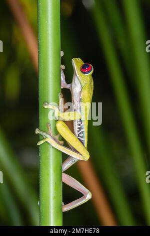Rothäugiger Frosch, Costa Rica Stockfoto