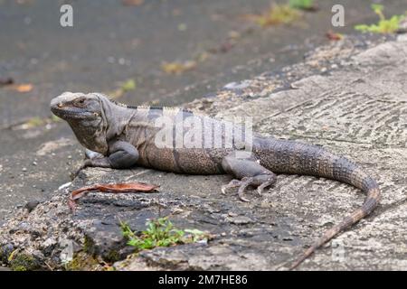 Schwarzschwanziguan (Ctenosaura similis) im Carara-Nationalpark, Costa Rica Stockfoto