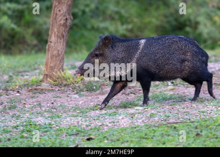 Das eingefasste Peccary (Dicotyles Tajacu) im Bentsen-Rio Grande Valley State Park, Texas Stockfoto