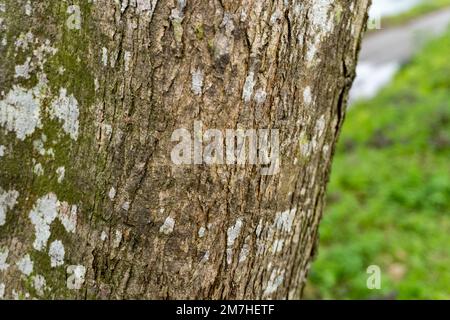 Geprägte Textur der braunen Rinde eines Baumes mit grünem Moos und Flechten auf Nahaufnahme Stockfoto