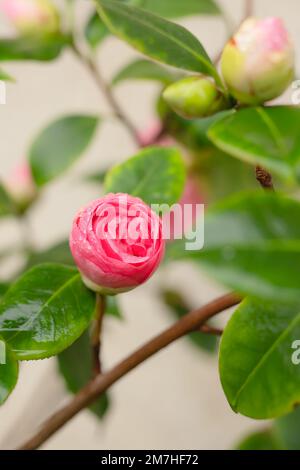 Rosafarbene Kamelienblumen ( Japonica Camelia) in Blüte auf einem üppigen grünen Busch, Nahaufnahme im Garten bei Regen Stockfoto