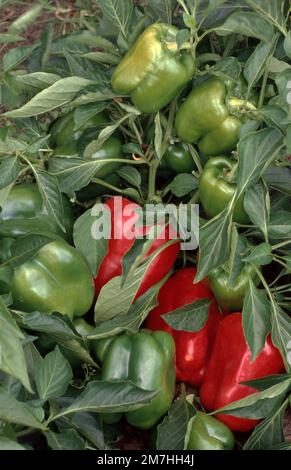 ROTE UND GRÜNE CAPSICUMS WACHSEN IN EINEM KLEINEN GEMÜSEGARTEN IN SYDNEY, NEW SOUTH WALES, AUSTRALIEN. Stockfoto