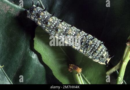 SCHMETTERLING-RAUPE (PAPILIO AEGEUS) Stockfoto