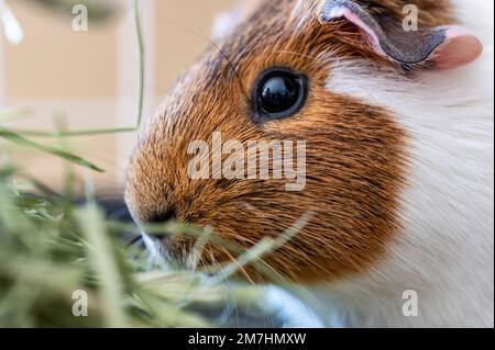 Amerikanisches Cavy-Meerschweinchen, das Heu in einem Käfig isst. Stockfoto