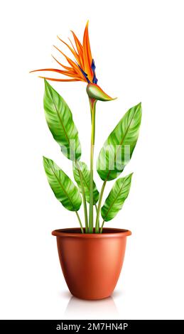 Strelitzia reginae im Blumentopf, Paradiesvogel oder Kranblume realistische Vektordarstellung. Exotische Pflanze mit orangefarbenen und violetten Blüten in Keramiktopf zur Innendekoration isoliert auf Weiß Stock Vektor