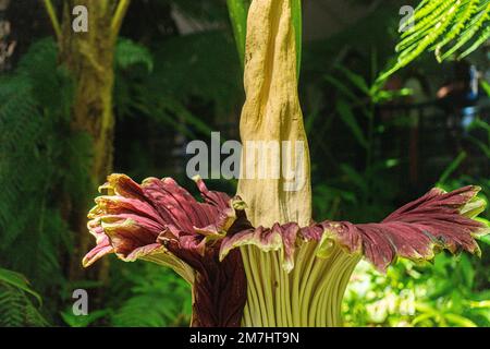 10. Januar 2023 - die Leichenblume, auch bekannt als (titan Arum ), berühmt für ihren verrottenden Fleischgeruch in den Adelaide Botanischen Gärten Stockfoto