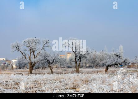 Krähe auf Bäumen im Winter mit Schnee Stockfoto