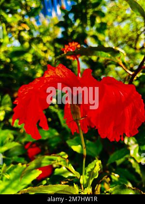 Ein vertikaler Schuss einer roten chinesischen Rose (Hibiscus rosa-sinensis) in einem Garten Stockfoto