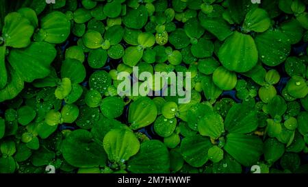 Pistia Stratiotes, die auf dem Wasser schwimmen Stockfoto