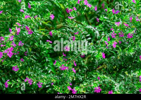 Kleine lila Blüten aus mexikanischem Heidekraut (Cuphea hyssopifolia). Kleine Blumen blühen auf dem Baum mit dem Morgenlicht. Stockfoto