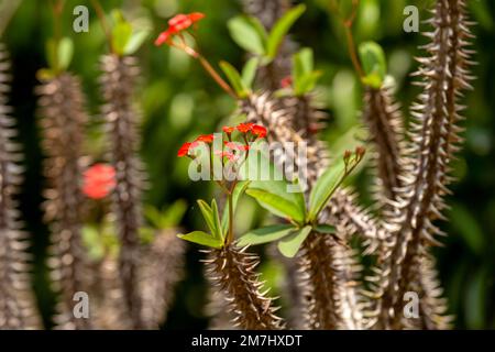 Wilde rote Waldblume, Dornenkrone (Euphorbia milii des Moul), Regenwald im Reservat Peyrieras Madagaskar exotisch. Madagaskar-Wildpflanze Stockfoto