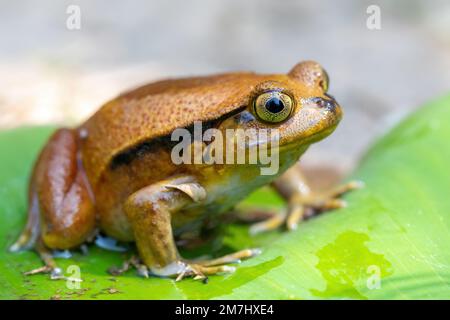 Dyscophus guineti, der falsche Tomatenfrosch oder der Sambava-Tomatenfrosch, ist eine Froschart aus der Familie Microhylidae, Reserve Peyrieras Madagascar Exo Stockfoto