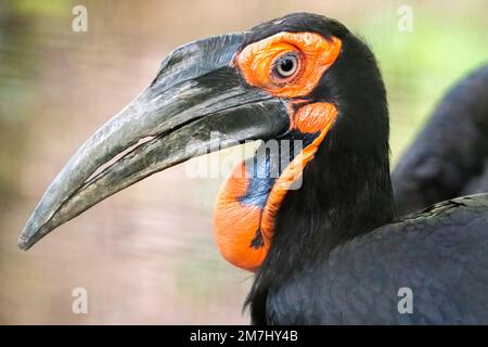 Weibliche Hornvogel (Bucorvus leadbeateri) im Zoo Atlanta in der Nähe der Innenstadt von Atlanta, Georgia. (USA) Stockfoto