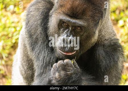 Nahaufnahme eines Silberrückengorillas aus dem westlichen Tiefland im Zoo Atlanta in Atlanta, Georgia. (USA) Stockfoto