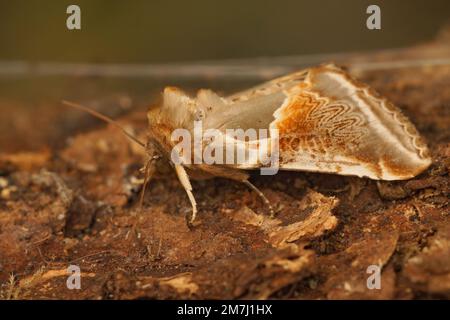 Detaillierte Nahaufnahme der bunten Büffelbögen Eulchenmotte, Habrosyne pyritoides, die auf Holz sitzen Stockfoto