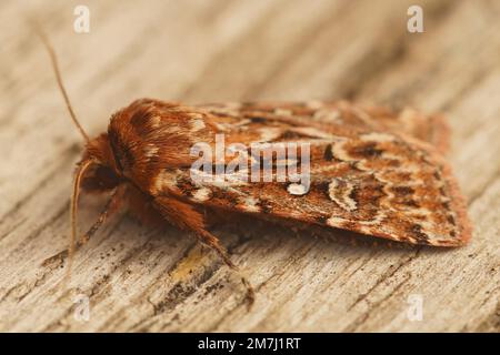 Detaillierte Nahaufnahme auf der braunen, echten Liebesknoten-Eulenmotte, Lycophotia porphyrea, die auf Holz sitzt Stockfoto