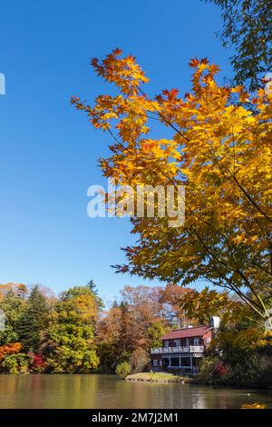 Japan, Honshu, Präfektur Nagano, Karuizawa, Shiozawa-See, Herbstblätter Stockfoto