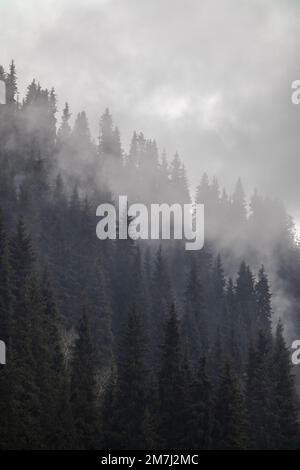Nadelwälder auf einem Hügel im Herbstnebel vor dem Hintergrund von Nebel Stockfoto