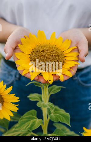 Nahaufnahme von Frauenhänden, die Sonnenblumen auf die Kamera zeigen. Natursommer. Stockfoto