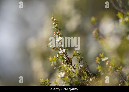 Einheimische Küstenpflanzen in tasmanien australien im Sommer Stockfoto