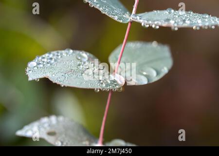 Einheimische Küstenpflanzen in tasmanien australien im Sommer Stockfoto