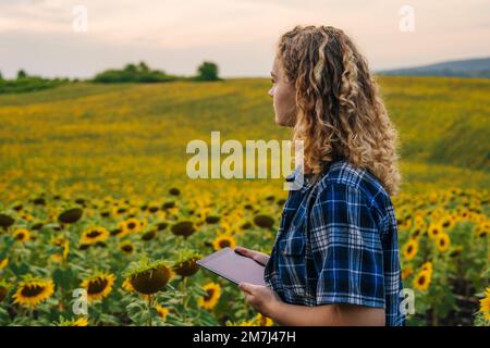 Eine Agronomistin, die die Qualität der Ernte prüft, hält ein Tablett auf einem organischen Sonnenblumenfeld. Intelligente Landwirtschaft, digitale Landwirtschaft, moderne Technologie Stockfoto