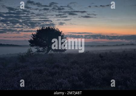 Ein Feld mit einem einsamen Baum im Hintergrund an einem nebligen Tag bei Sonnenuntergang Stockfoto