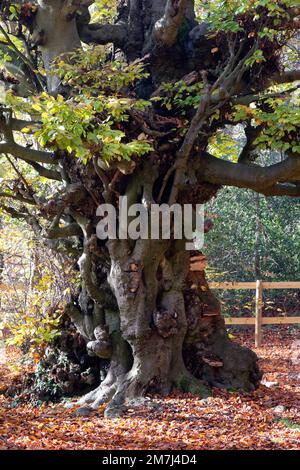 Vintage Beech Tree in Buckholt Wood - Fagus sylvatica Stockfoto