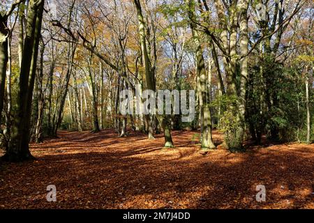 Waldritt im Herbst mit Buchenbäumen - Fagus sylvatica, Buckholt Wood, Cotswolds, Gloucestershire, Großbritannien Stockfoto