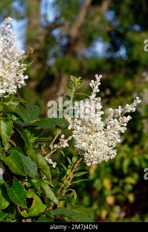 Russian Vine - Fallopia baldschuanica, Meile für Minute Vine Stockfoto