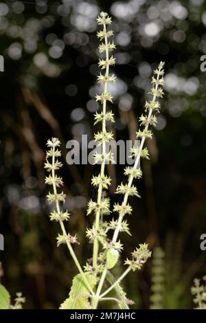 Hedge Woundwort Seedhead - Stachys sylvatica im Wald Stockfoto