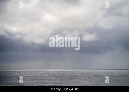 Einheimische Küstenpflanzen in tasmanien australien im Sommer Stockfoto