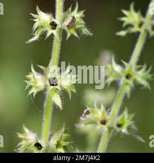 Hedge Woundwort Seedhead - Stachys sylvatica, gewöhnliche Waldpflanze Stockfoto