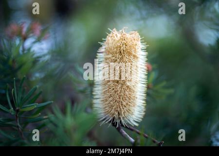 Einheimische Küstenpflanzen in tasmanien australien im Sommer Stockfoto