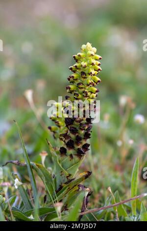 Blume eines Lachenalia sp. In der Nähe von Tulbagh am Westkap von Südafrika aufgenommen Stockfoto