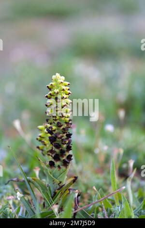 Blume eines Lachenalia sp. In der Nähe von Tulbagh am Westkap von Südafrika aufgenommen Stockfoto