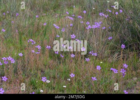 Eine Gruppe blühender Drosera cistiflora (eine fleischfressende Pflanze aus der Familie der Sonnentaue), die in der Nähe von Tulbagh im Westkap von Südafrika gesehen wird Stockfoto