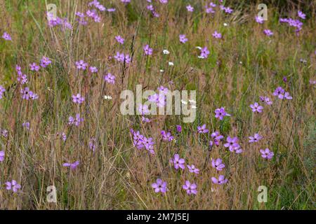 Eine Gruppe blühender Drosera cistiflora (eine fleischfressende Pflanze aus der Familie der Sonnentaue), die in der Nähe von Tulbagh im Westkap von Südafrika gesehen wird Stockfoto