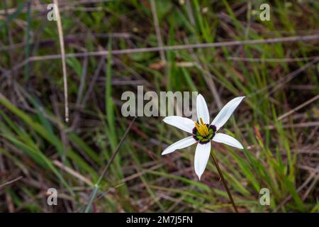 Südafrikanische Wildblume: Die Wadenblütenform von Pauridia capensis in der Nähe von Tulbagh im Westkap von Südafrika Stockfoto