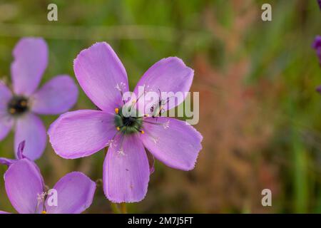 Blume einer Drosera cistiflora mit Bestäuberkäfer, der in einem natürlichen Lebensraum im Westkap von Südafrika aufgenommen wurde Stockfoto