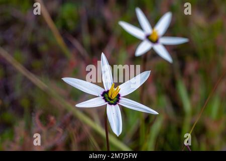 Südafrikanische Wildblume: Die Wadenblütenform von Pauridia capensis in der Nähe von Tulbagh im Westkap von Südafrika Stockfoto