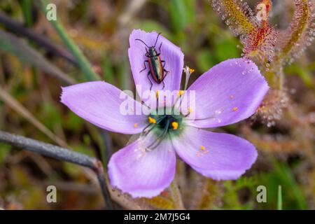 Blume einer Drosera cistiflora mit Bestäuberkäfer, der in einem natürlichen Lebensraum im Westkap von Südafrika aufgenommen wurde Stockfoto