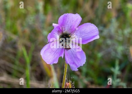 Blume einer Drosera cistiflora mit Bestäuberkäfer, der in einem natürlichen Lebensraum im Westkap von Südafrika aufgenommen wurde Stockfoto